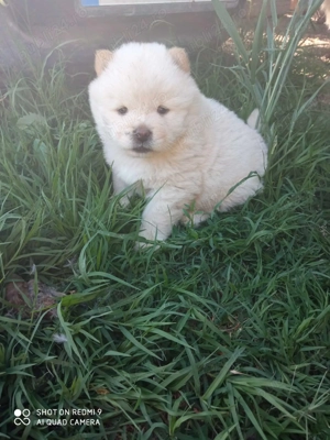 Băieți chow chow  - imagine 4 Băieți chow chow  - imagine 4