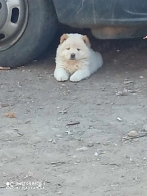 Băieți chow chow  - imagine 5 Băieți chow chow  - imagine 5