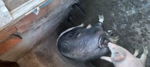 Vând scroafa de Bazna - imagine 2