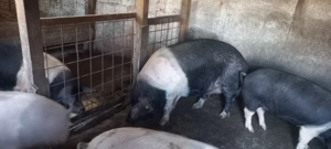 Vând scroafa de Bazna - imagine 3