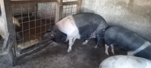 Vând scroafa de Bazna - imagine 4