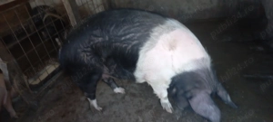 Vând scroafa de Bazna - imagine 5