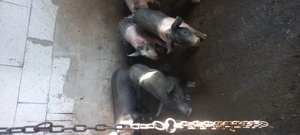 Vând purcei de 10 săptămâni  - imagine 3