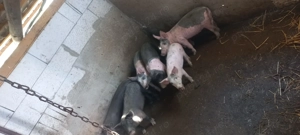 Vând purcei de 10 săptămâni  - imagine 2