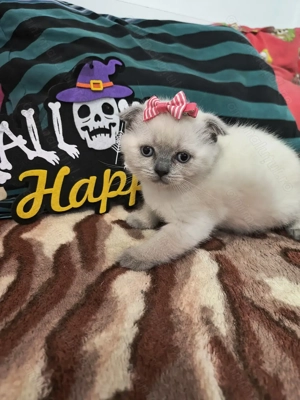 Trei motani și o fetiță scottish fold  - imagine 3