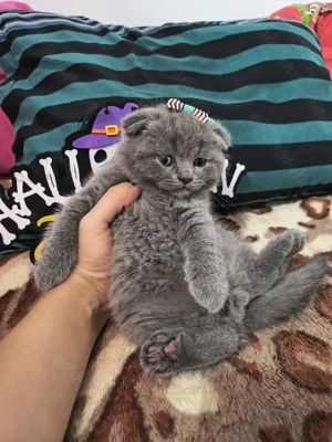 Trei motani și o fetiță scottish fold  - imagine 5
