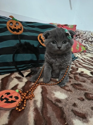 Trei motani și o fetiță scottish fold  - imagine 4