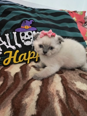 Trei motani și o fetiță scottish fold  - imagine 2