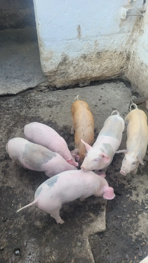 Vând purcelasi de șapte săptămâni. - imagine 4 Vând purcelasi de șapte săptămâni. - imagine 4