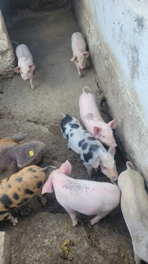 Vând purcelasi de șapte săptămâni. - imagine 5 Vând purcelasi de șapte săptămâni. - imagine 5