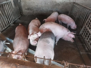 Vand porci.                            .