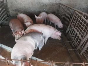 Vand porci.                            . - imagine 2