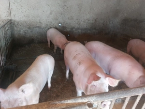 Vand porci.                            . - imagine 3