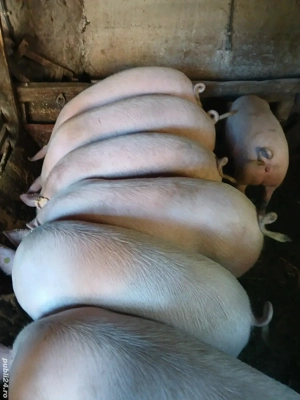 Porci grasi de vanzare