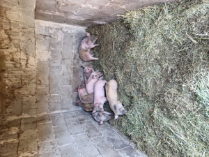 Purcei mâncăcioși