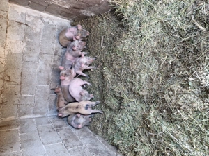 Purcei mâncăcioși  - imagine 2 Purcei mâncăcioși  - imagine 2