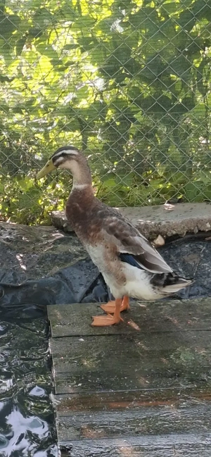 Rațe indiene alergătoare 