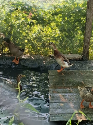 Rață indiana alergatoare 100 lei 