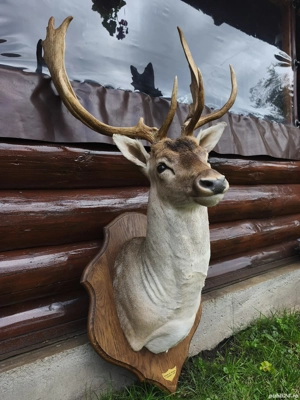 Bust cerb comun  lopătar 