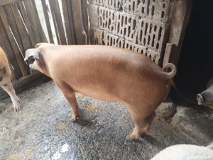 porci de vânzare