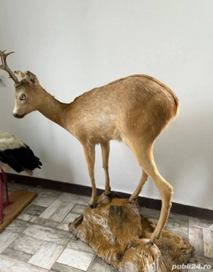 Căprior naturalizat împăiat 