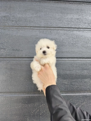 Bichon Maltesse  Maltez - imagine 5 Bichon Maltesse  Maltez - imagine 5