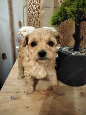 Maltipoo superbi fetiță și baietel