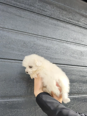 Bichon Maltesse  Maltez - imagine 4 Bichon Maltesse  Maltez - imagine 4