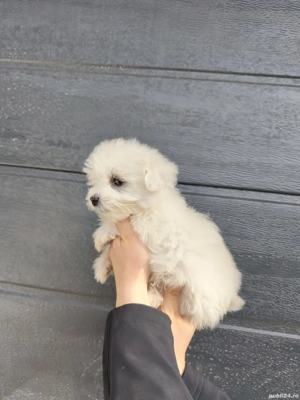 Bichon Maltesse  Maltez - imagine 3 Bichon Maltesse  Maltez - imagine 3