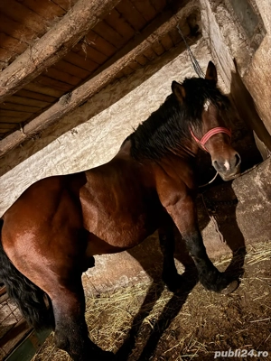 Vand aramasar pentru abator 