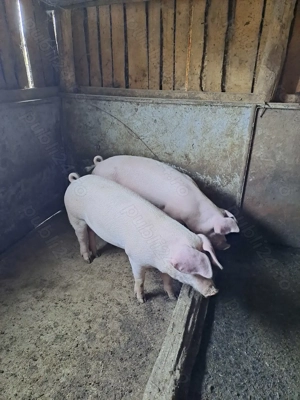 Vand porci - imagine 2 Vand porci - imagine 2