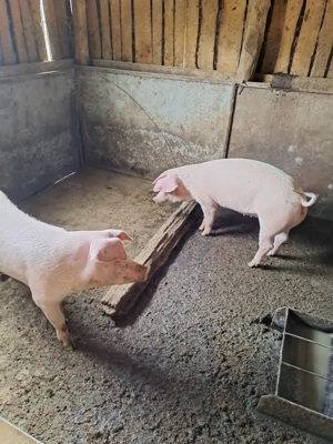 Vand porci - imagine 3 Vand porci - imagine 3