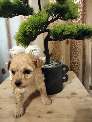 Maltipoo superbi fetiță și baietel - imagine 3 Maltipoo superbi fetiță și baietel - imagine 3