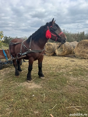 Vand aramasar pentru abator  - imagine 2