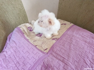 Bichon maltesse talie mică  - imagine 3