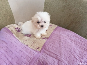 Bichon maltesse talie mică 