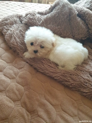 Bichon maltesse talie mică  - imagine 5