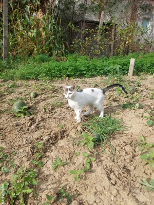 Donez pisica de 4 luni este cuminte și frumoasa trăiește mult în natura dar și în casa este vânătoar - imagine 3