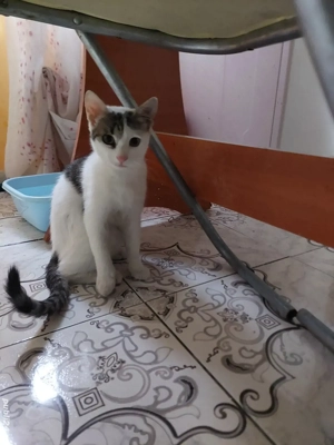 Donez pisica de 4 luni este cuminte și frumoasa trăiește mult în natura dar și în casa este vânătoar - imagine 2