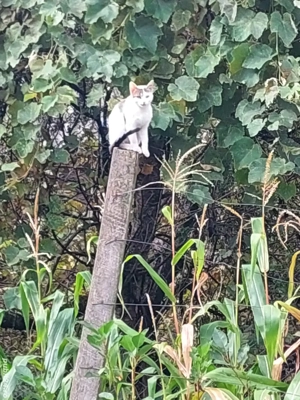 Donez pisica de 4 luni este cuminte și frumoasa trăiește mult în natura dar și în casa este vânătoar