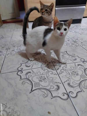 Donez pisica de 4 luni este cuminte și frumoasa trăiește mult în natura dar și în casa este vânătoar - imagine 4