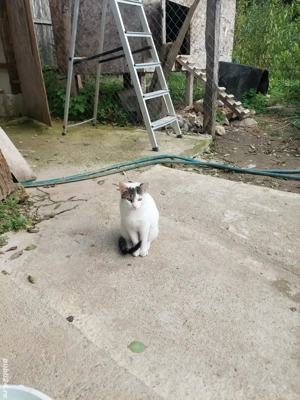 Donez pisica de 4 luni este cuminte și frumoasa trăiește mult în natura dar și în casa este vânătoar - imagine 5