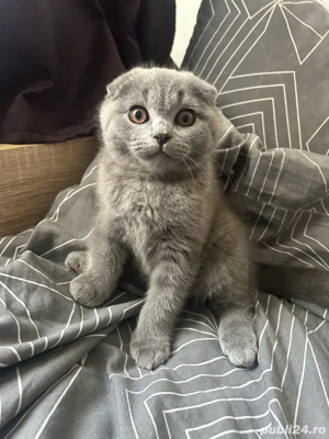 Scottish Fold
