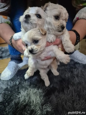 bichonii de vanzare