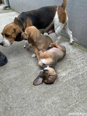 Pui Beagle de vanzare - imagine 5