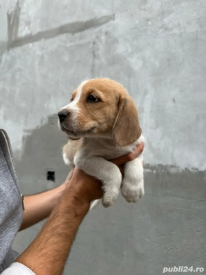 Pui Beagle de vanzare - imagine 3