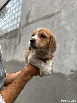 Pui Beagle de vanzare - imagine 2