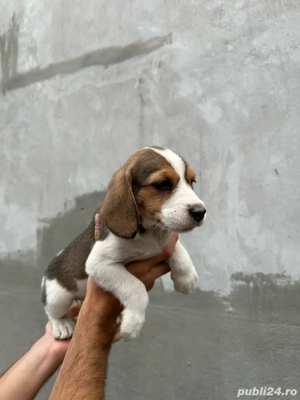 Pui Beagle de vanzare - imagine 4