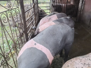 Vând porci crescuți natural  - imagine 3