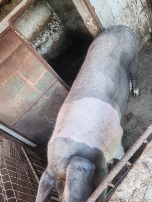 Vând porci crescuți natural  - imagine 5